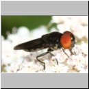 Chrysogaster solstitialis - Gemeine Smaragdschwebfliege m01.jpg